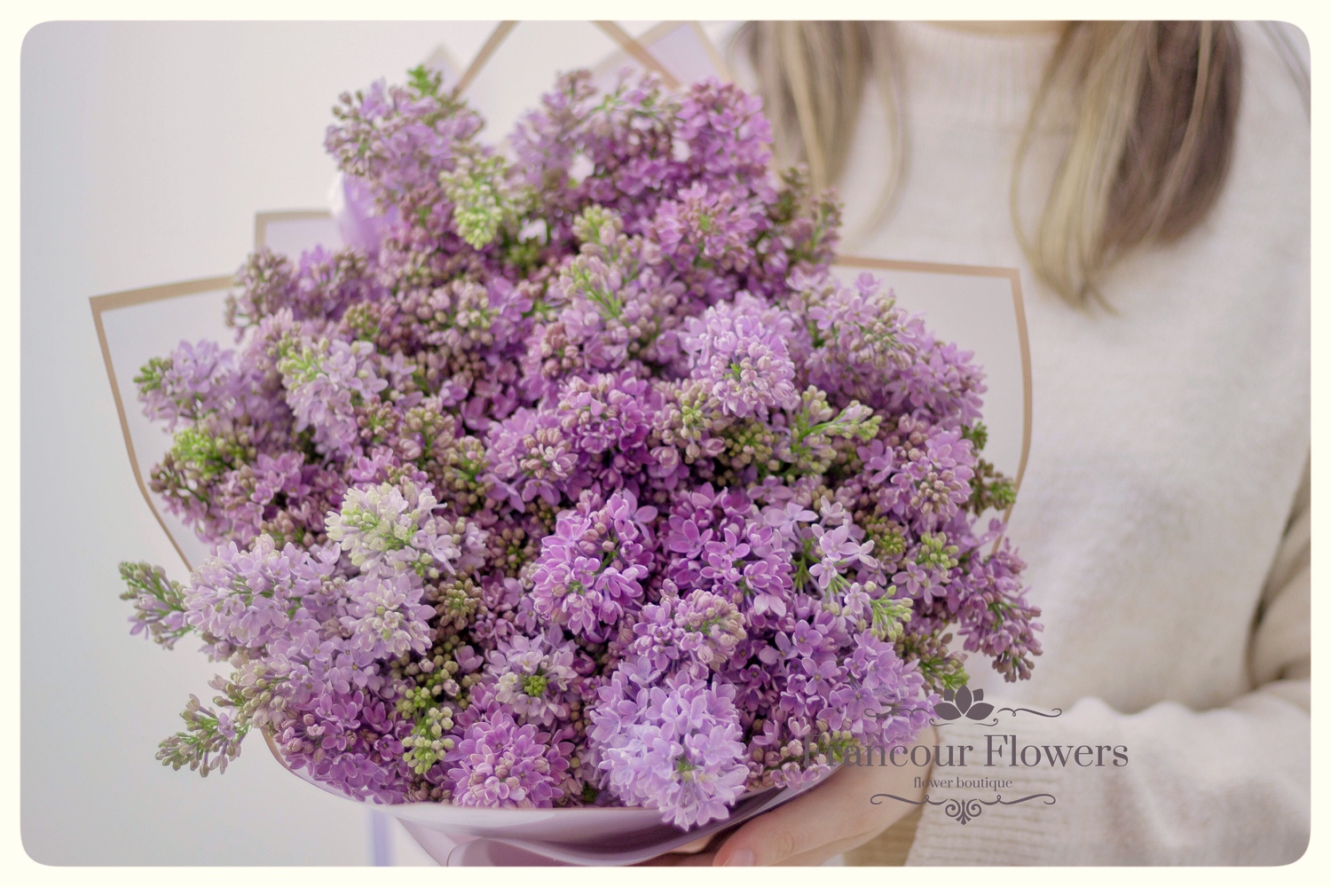 Сирень Голландия